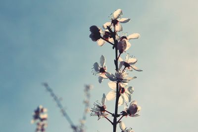 Low angle view of flowering plant against clear sky