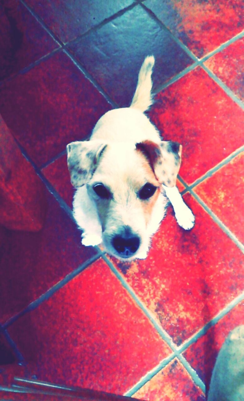 pets, one animal, animal themes, domestic animals, dog, mammal, red, high angle view, portrait, looking at camera, indoors, close-up, animal head, flooring, tiled floor, no people, sitting, standing, full length, cute