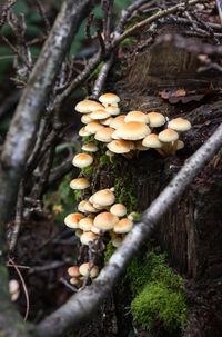Close-up of mushrooms growing on tree