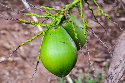 Close-up of coconuts