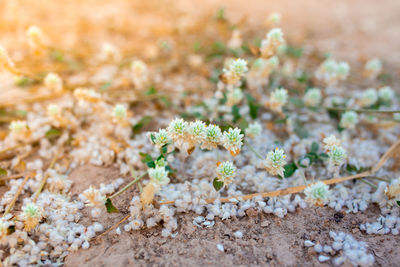Small flowers on the ground with sunset tone, natural background.