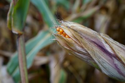 Close-up of insect on flower