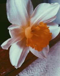 Close-up of flower