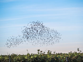 Flock of birds flying in sky