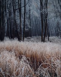 winter