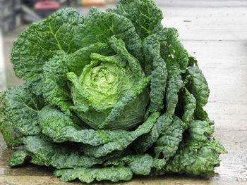 Close up of organic savoy cabbage just hand picked from the garden