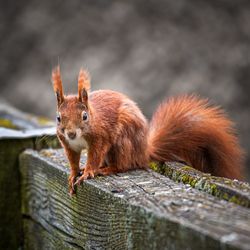 Portrait of squirrel