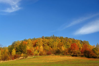 Deciduous and coniferous forest in fall colors