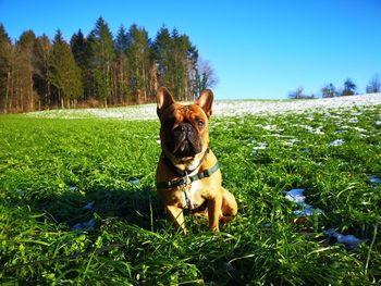 Dog on field