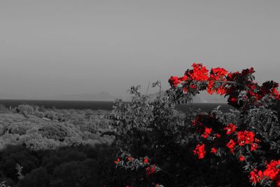 Red flowering plant against clear sky