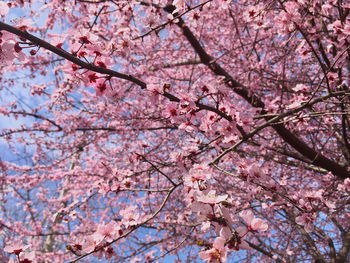 Low angle view of cherry blossom tree