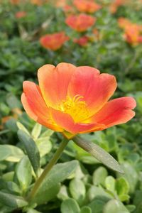 Close-up of flower blooming outdoors