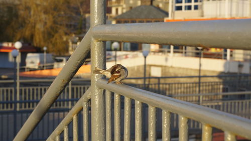 Close-up of bird perching on railing