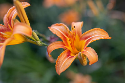 Close-up of orange day lily