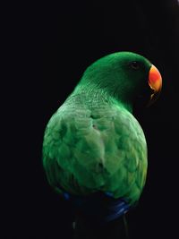 Close-up of parrot perching on black background