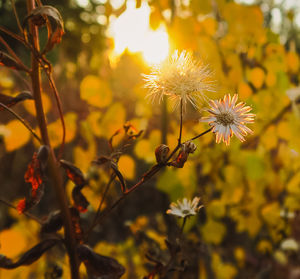 Close-up of yellow flowering plant