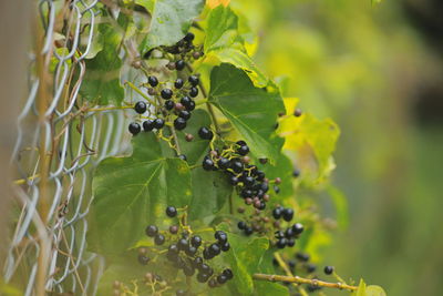 Close-up of grapes growing on plant