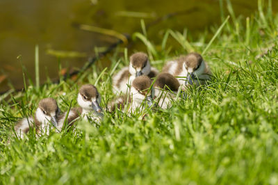 Duckling in the grass near pond