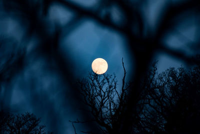 Low angle view of plant against moon at night