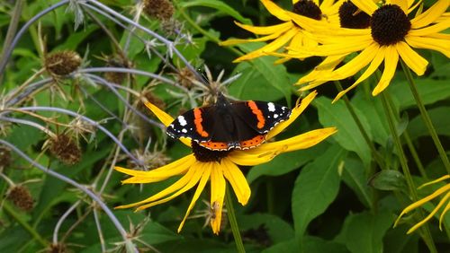 Butterfly on yellow flower