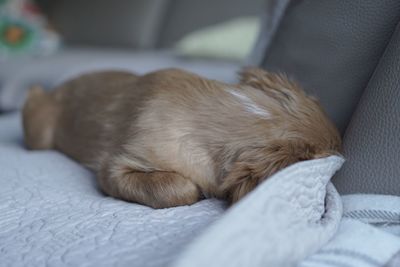 Close-up of dog sleeping