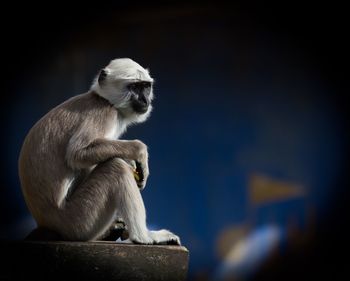 Langur relaxing on wall