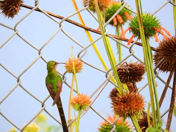 Low angle view of bird perching on tree against sky