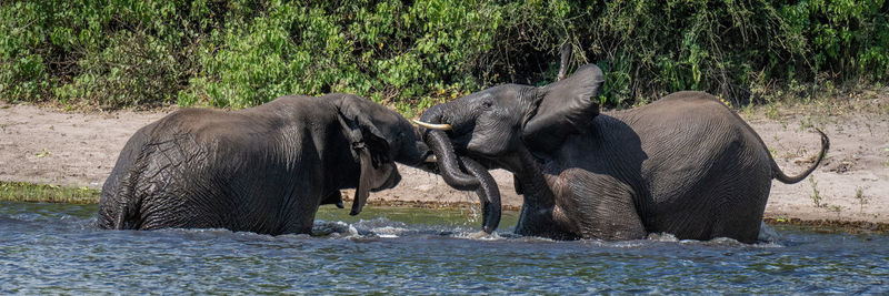 Elephant drinking water