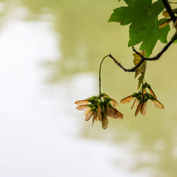 Close-up of flowering plant