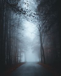 Road amidst trees in forest