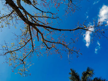 Low angle view of flowering tree against blue sky