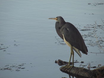 bird
