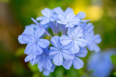 Close-up of purple flowering plant