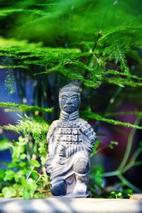Plants in garden