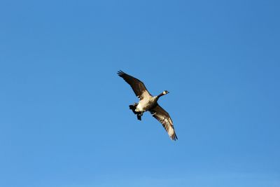 Low angle view of seagull flying against clear blue sky