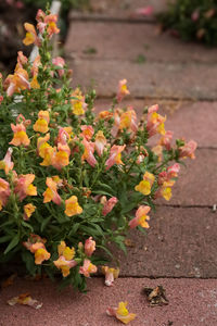 Close-up of yellow flowering plants on footpath