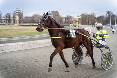 Horse cart in city