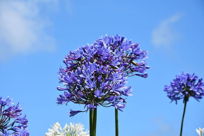 Low angle view of flowering plant against blue sky