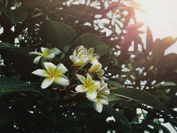 Close-up of flowers blooming on tree