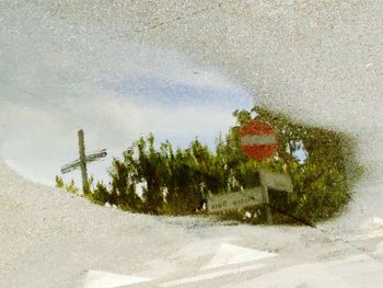 Plants growing on road