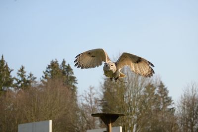 Bird flying against clear sky