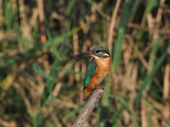 Close-up of bird perching on a plant