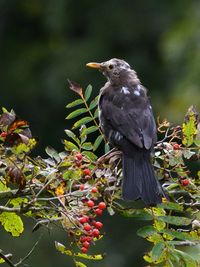 Close-up of bird perching on tree