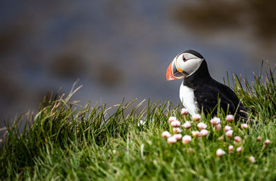 Bird on a field