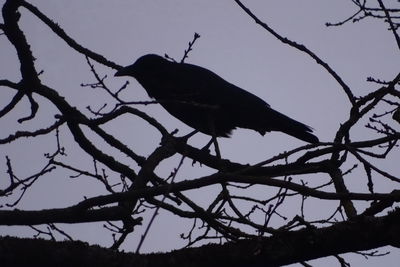 Low angle view of birds perching on branch