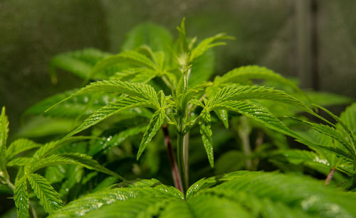 Close-up of fresh green plant