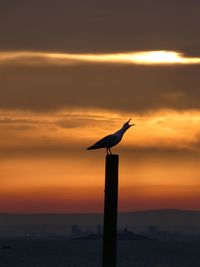 Low angle view of silhouette bird flying against sky during sunset