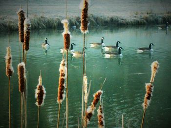 Reflection of birds in water