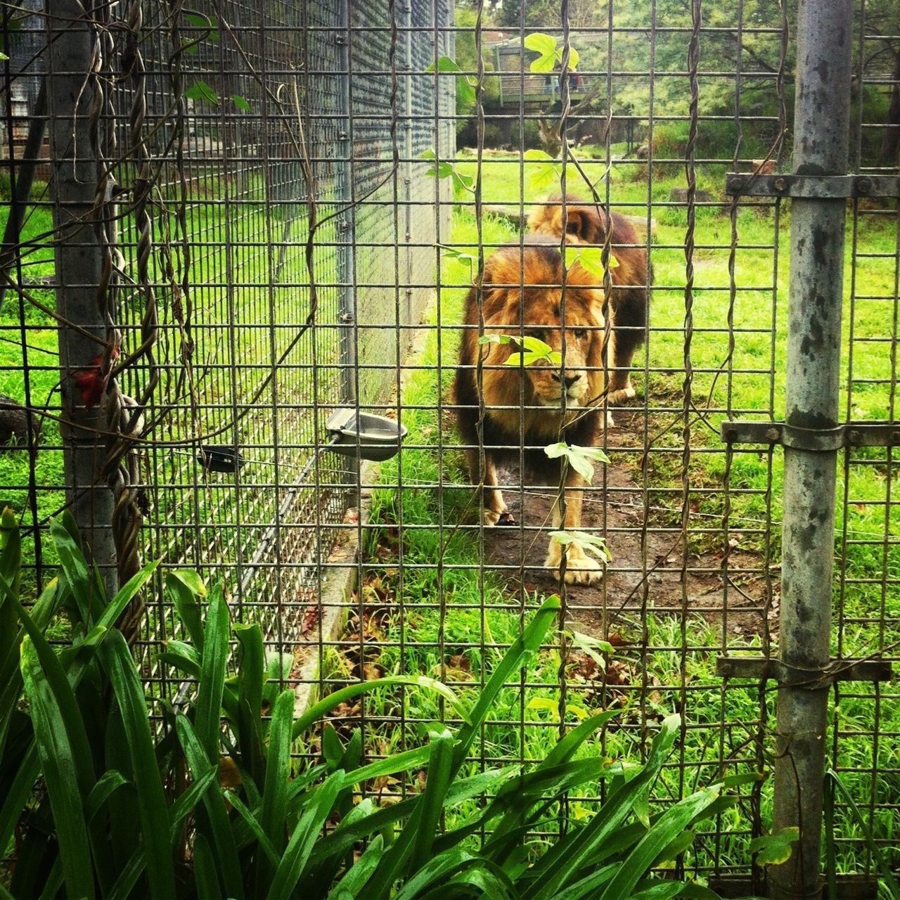 animal themes, mammal, one animal, domestic animals, fence, cage, animals in captivity, grass, pets, zoo, tree, wildlife, day, chainlink fence, dog, standing, animals in the wild, livestock, green color, outdoors