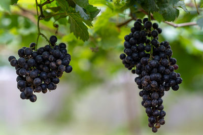 Close-up of berries growing in vineyard